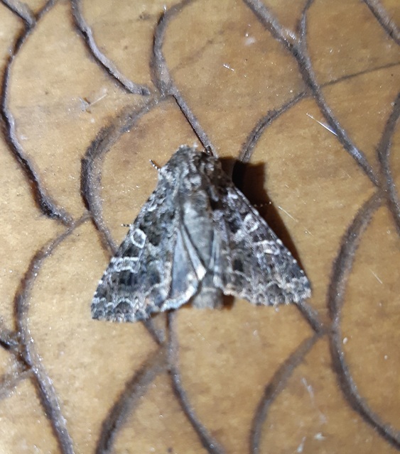 Hadena bicruris/capsincola