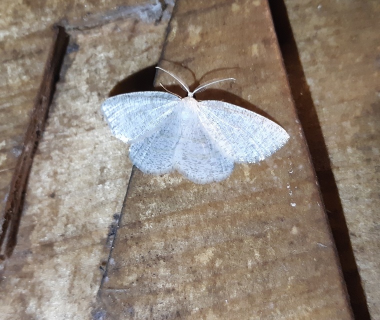 Cabera exanthemata - pettyes égeraraszoló