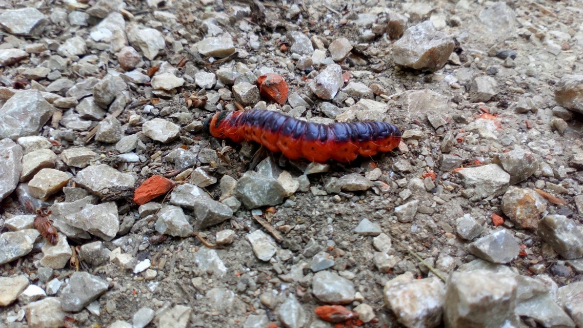Cossus cossus - fűzfarontólepke