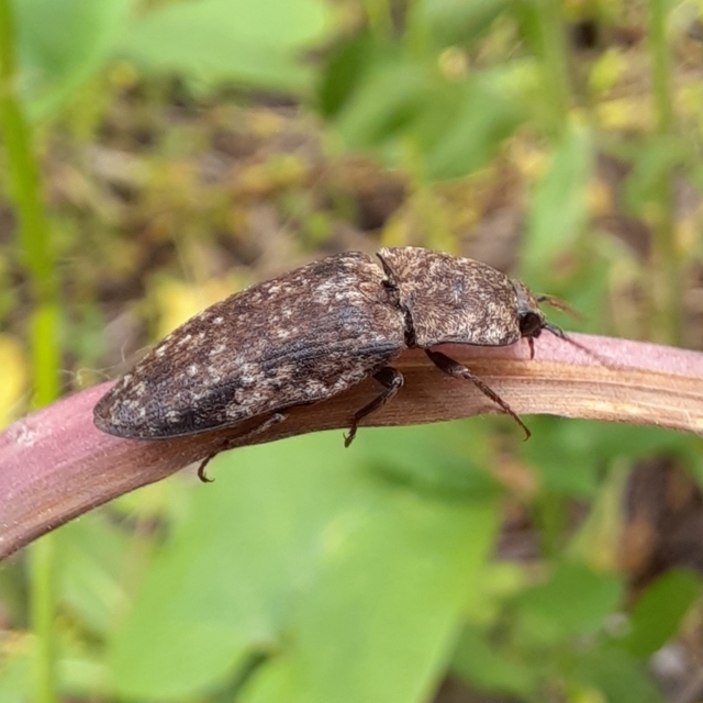 Agrypnus murinus - egérszínű pikkelyespattanó