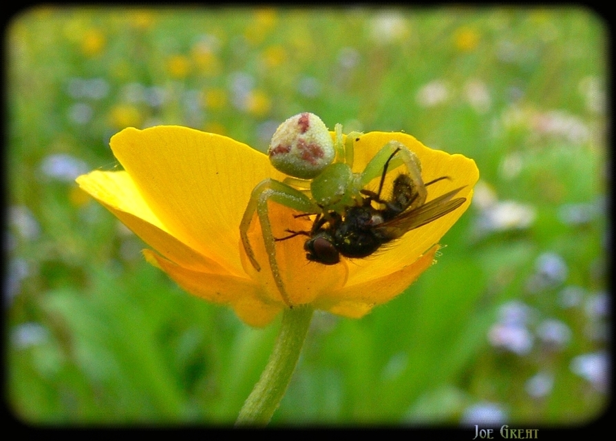 Ebrechtella tricuspidata - alakoskodó karolópók