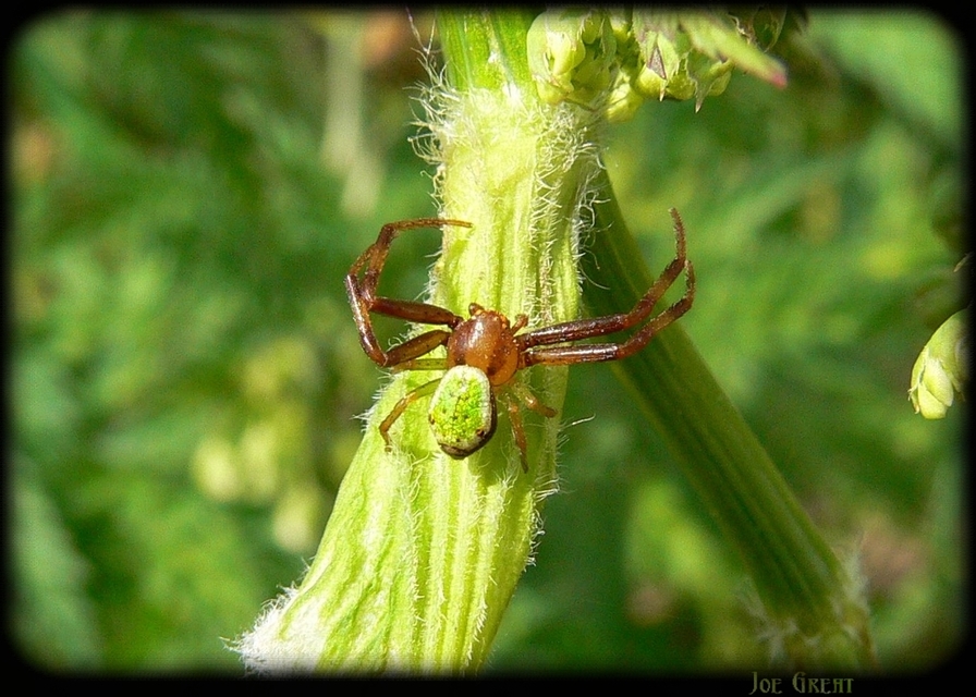 Ebrechtella tricuspidata - alakoskodó karolópók