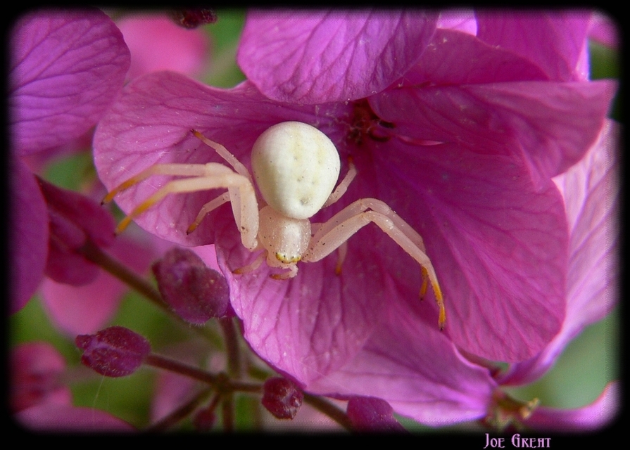 Misumena vatia - viráglakó karolópók