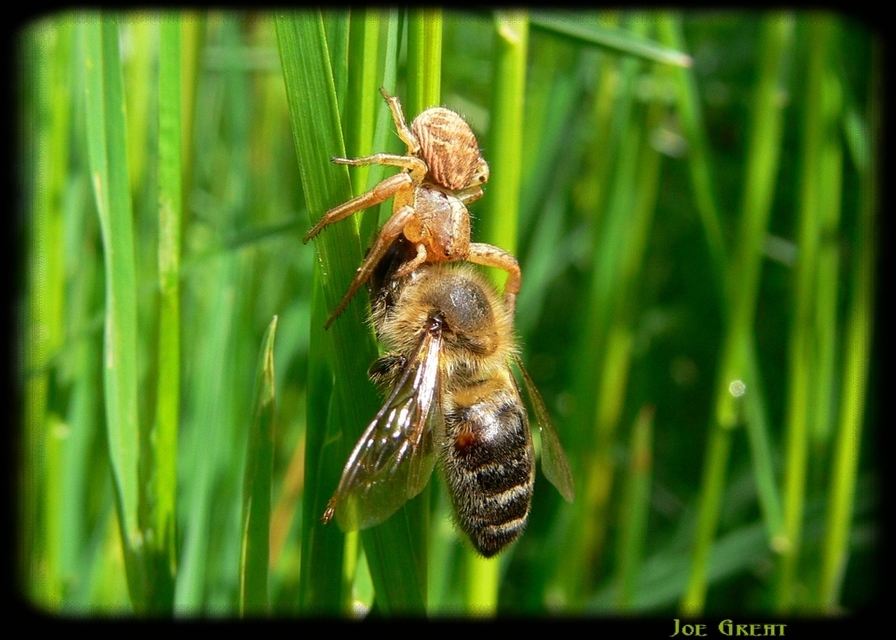 Xysticus