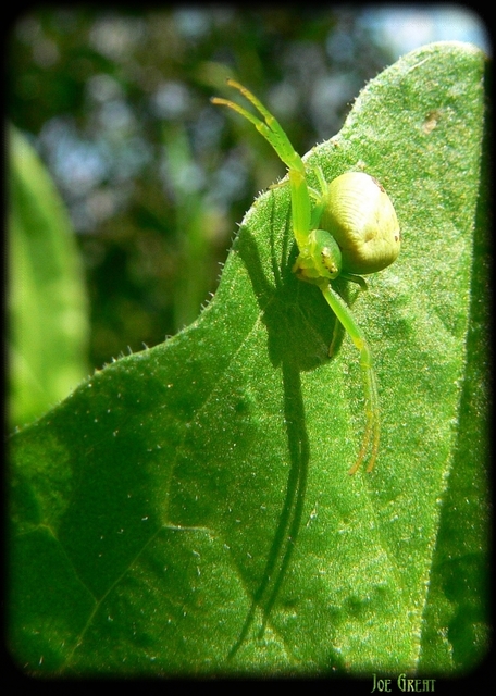 Ebrechtella tricuspidata - alakoskodó karolópók