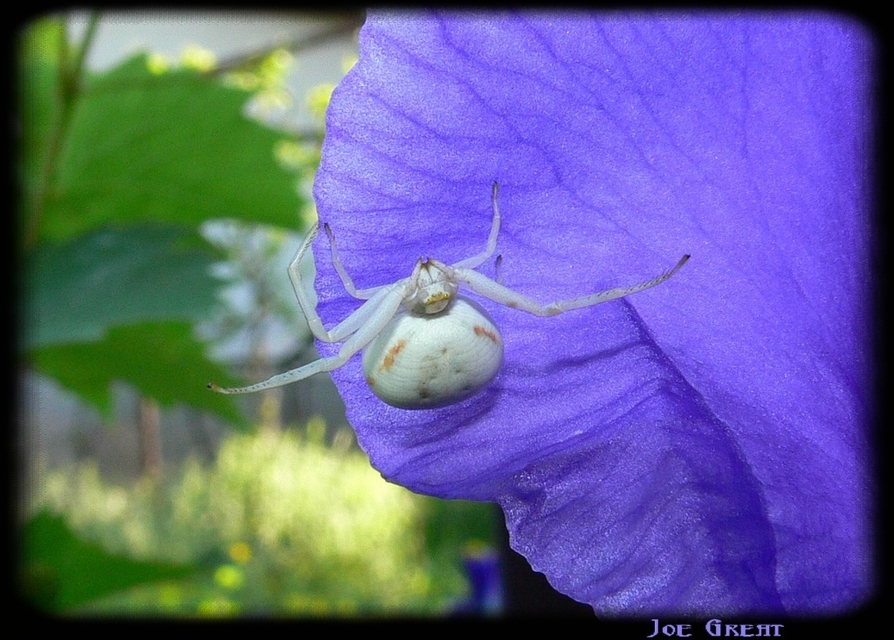 Misumena vatia - viráglakó karolópók
