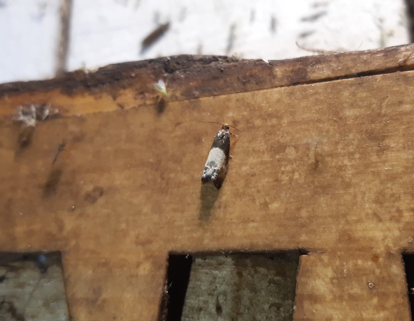 Notocelia cynosbatella - rózsahajtás-tükrösmoly