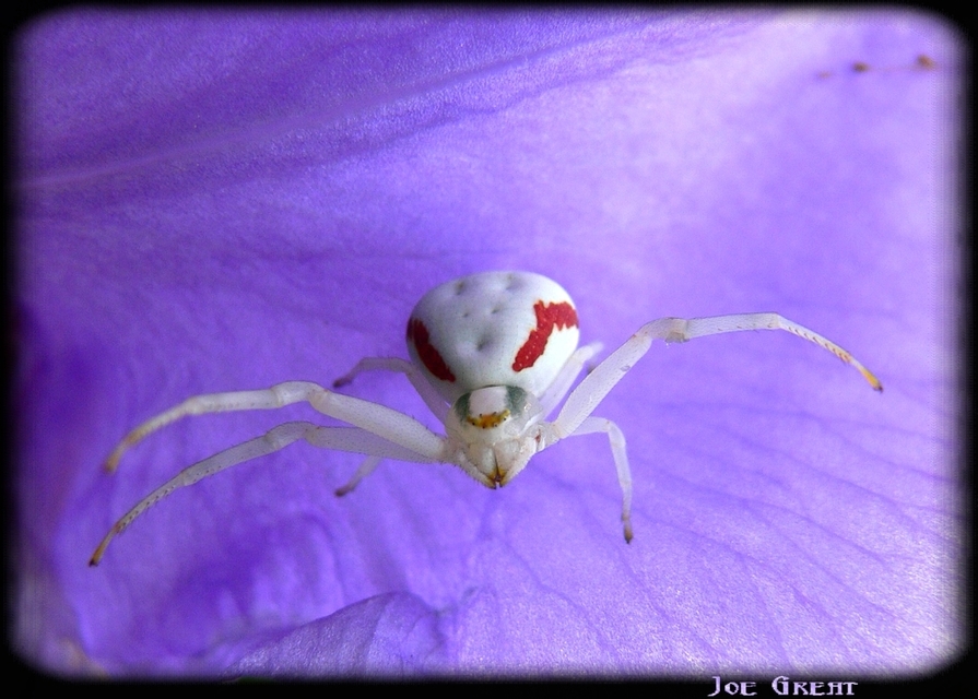 Misumena vatia - viráglakó karolópók