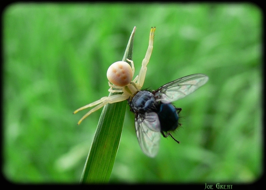 Misumena vatia - viráglakó karolópók