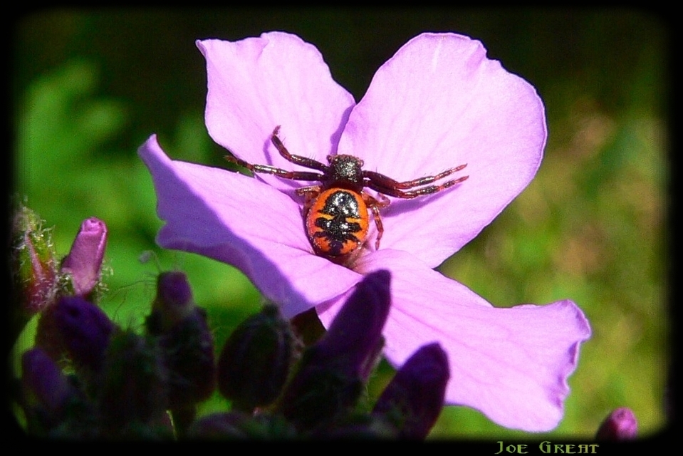 Synema globosum/ornatum