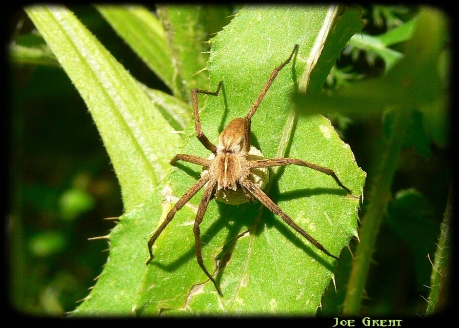 Pisaura mirabilis - csodáspók