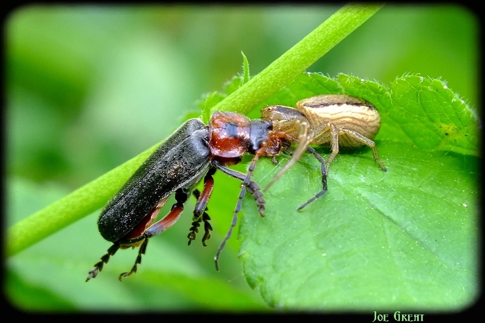Xysticus