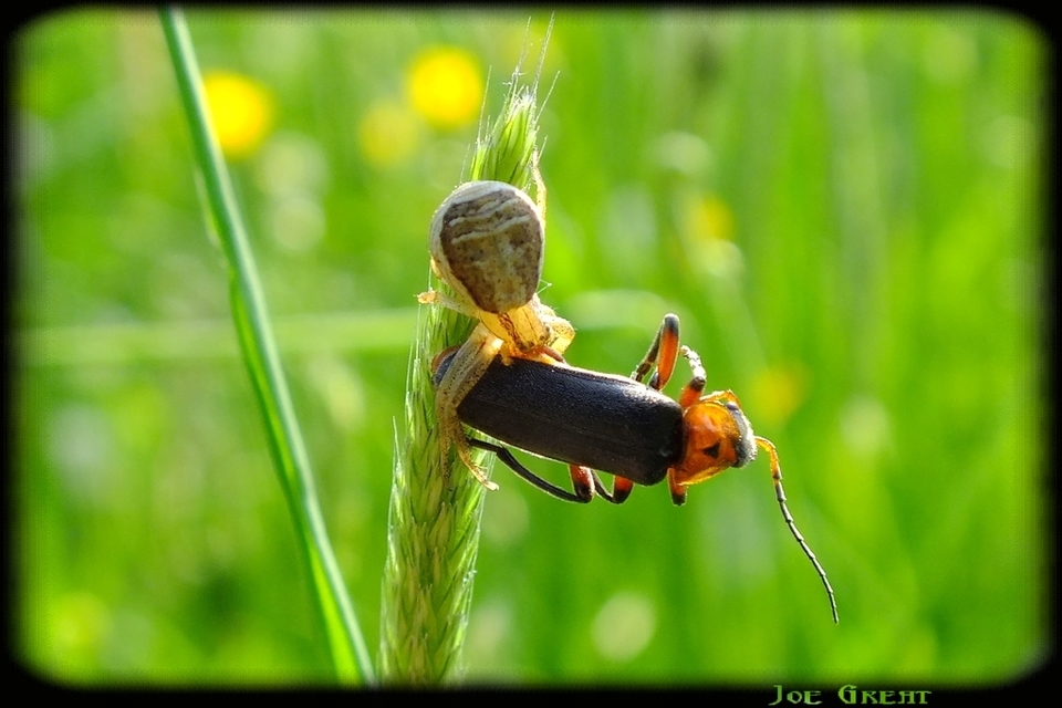 Xysticus ulmi - cserje-karolópók
