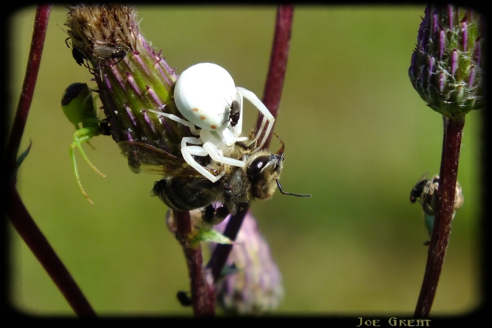 Misumena vatia - viráglakó karolópók