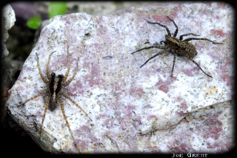 Pardosa hortensis