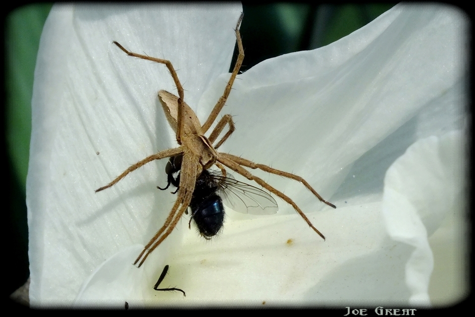 Pisaura mirabilis - csodáspók