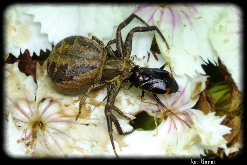 Xysticus