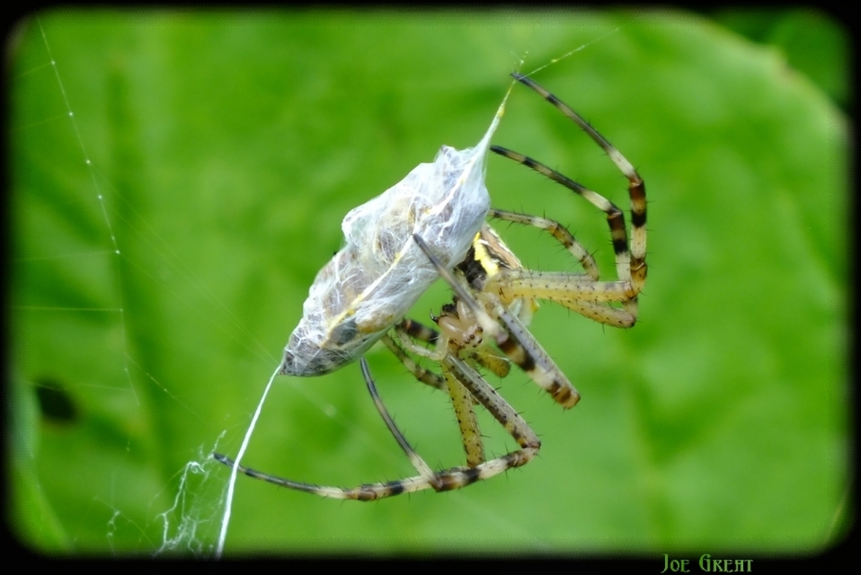 Argiope bruennichi - darázspók
