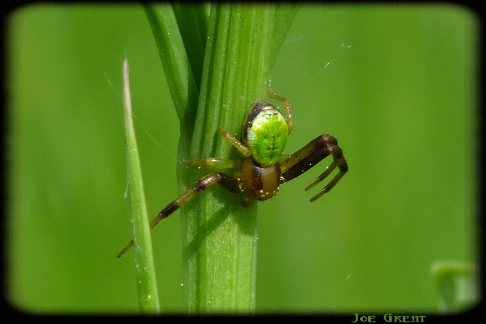 Ebrechtella tricuspidata - alakoskodó karolópók