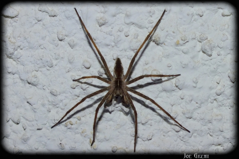 Pisaura mirabilis - csodáspók
