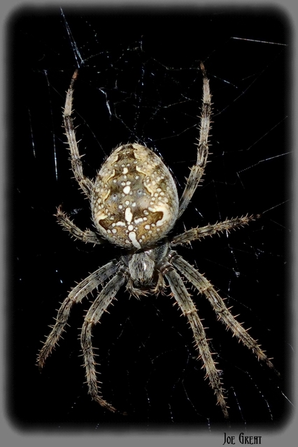 Araneus diadematus - koronás keresztespók