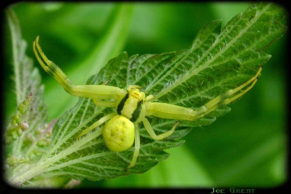 Misumena vatia - viráglakó karolópók