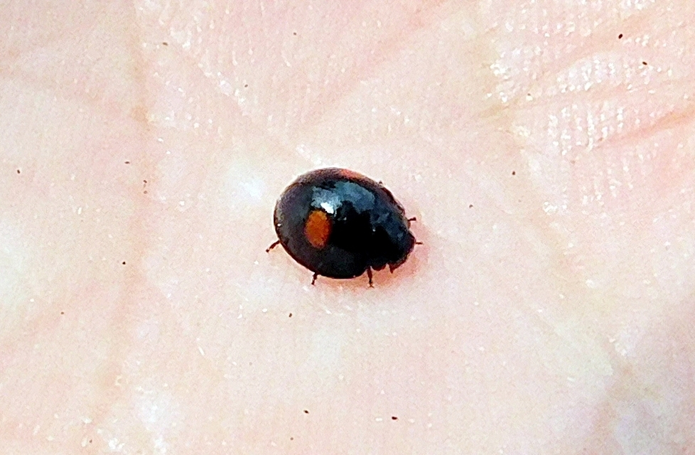 Chilocorus renipustulatus - vesefoltos szerecsenkata
