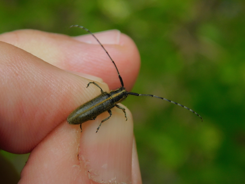 Agapanthia cardui - sávos bogáncscincér