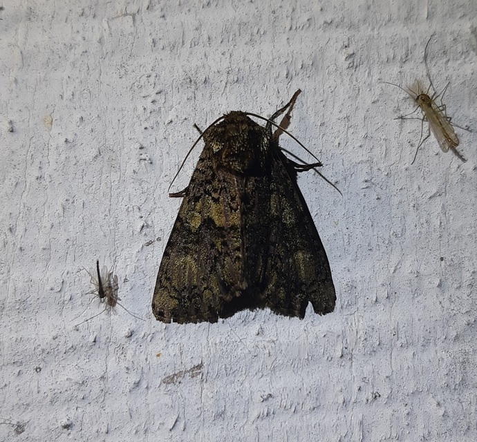 Craniophora ligustri - fagyalbagoly
