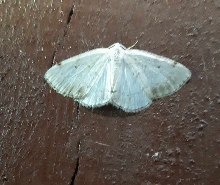 Lomographa temerata - foltos fehéraraszoló