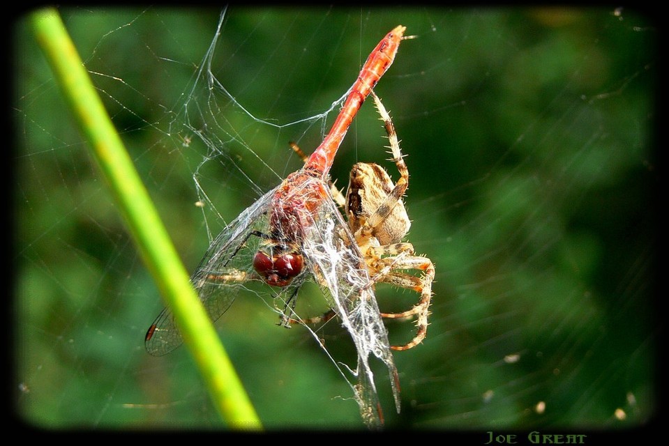 Araneus diadematus - koronás keresztespók