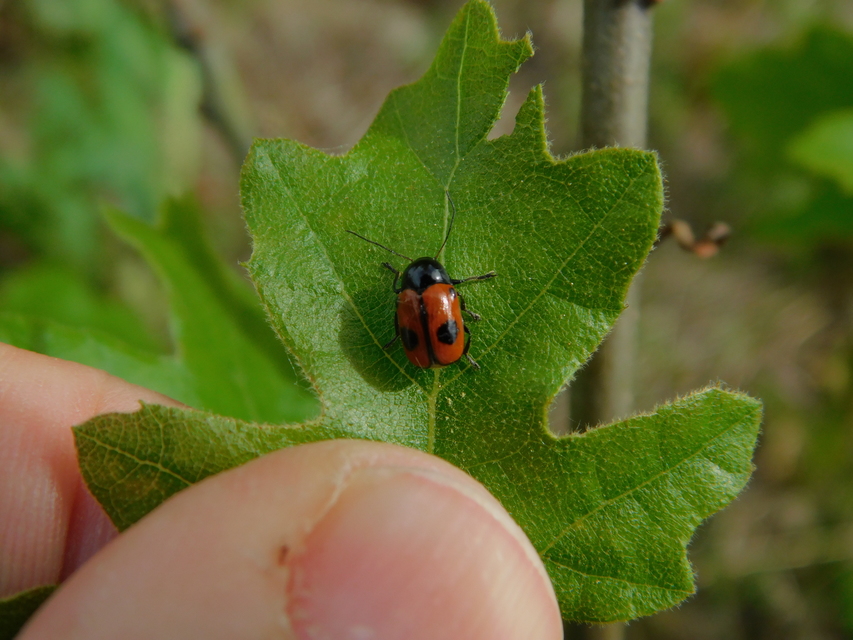 Cryptocephalus bipunctatus - kétpettyes zömökbogár