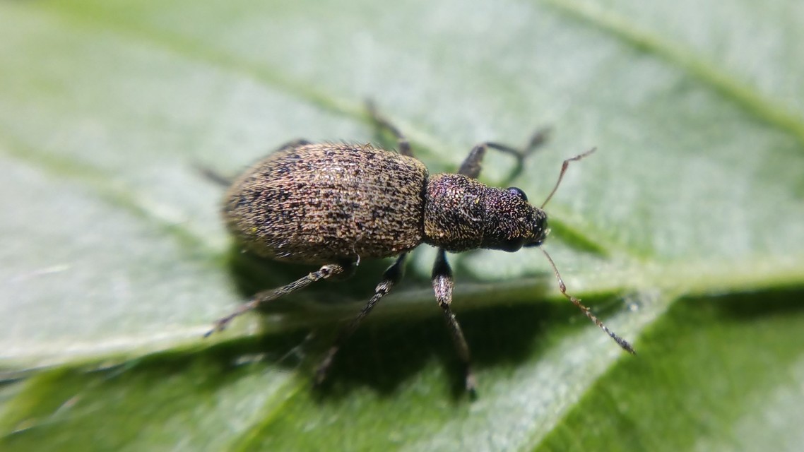 Polydrusus inustus - keleti lombormányos