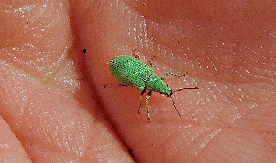 Phyllobius virideaeris - halványzöld levélormányos