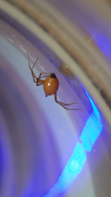 Ostearius melanopygius