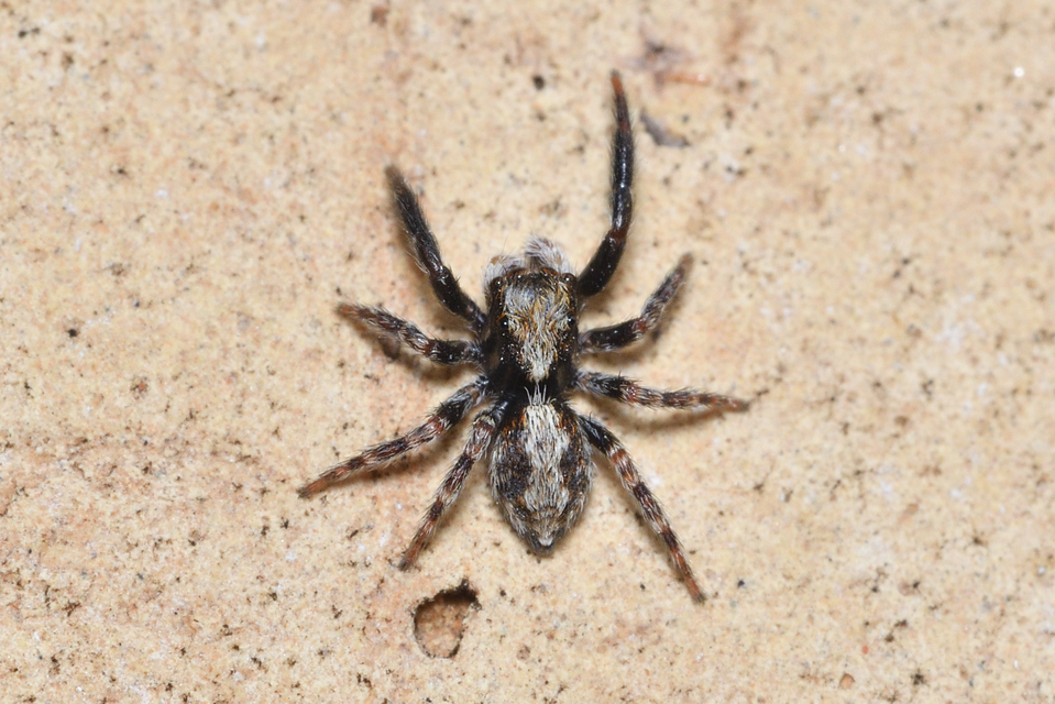 Pseudeuophrys