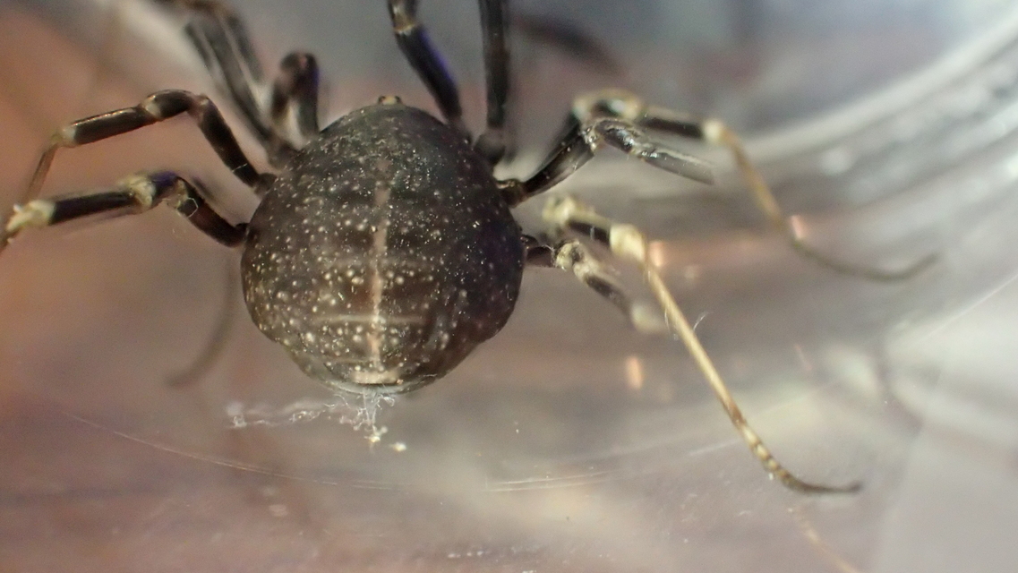 Egaenus convexus