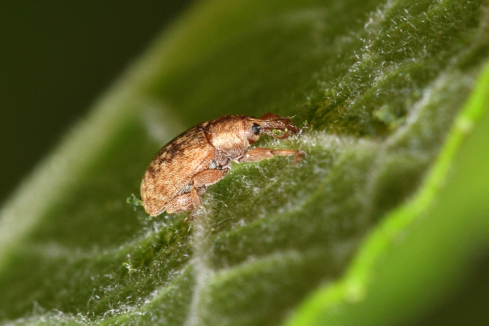 Dorytomus melanophthalmus - sárgaorrú hangormányos