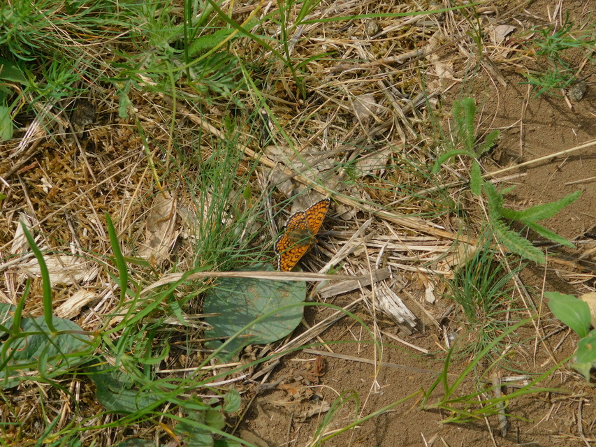 Melitaea cinxia - réti tarkalepke