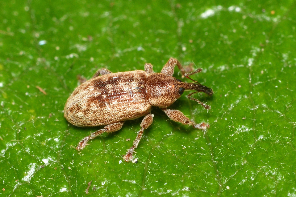 Dorytomus melanophthalmus - sárgaorrú hangormányos