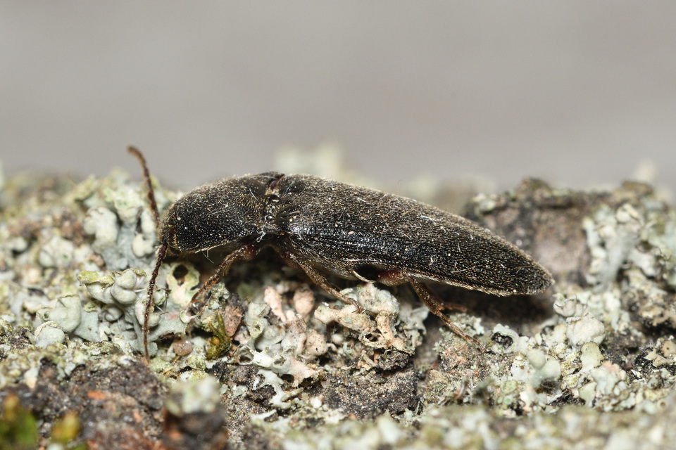 Melanotus