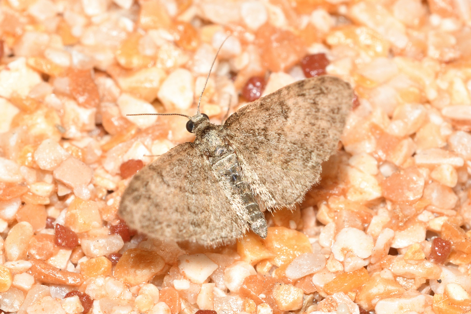 Eupithecia dodoneata - tölgy-törpearaszoló