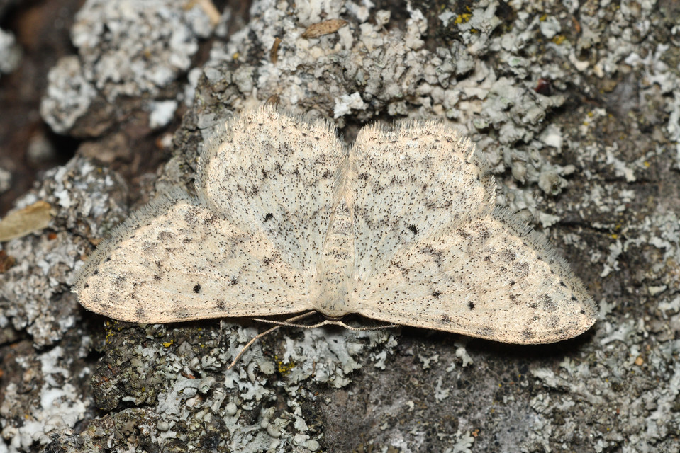 Scopula marginepunctata - pettyes sávosaraszoló