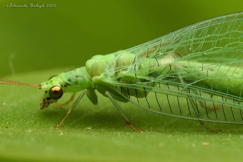 Chrysopidae - zöldfátyolkák