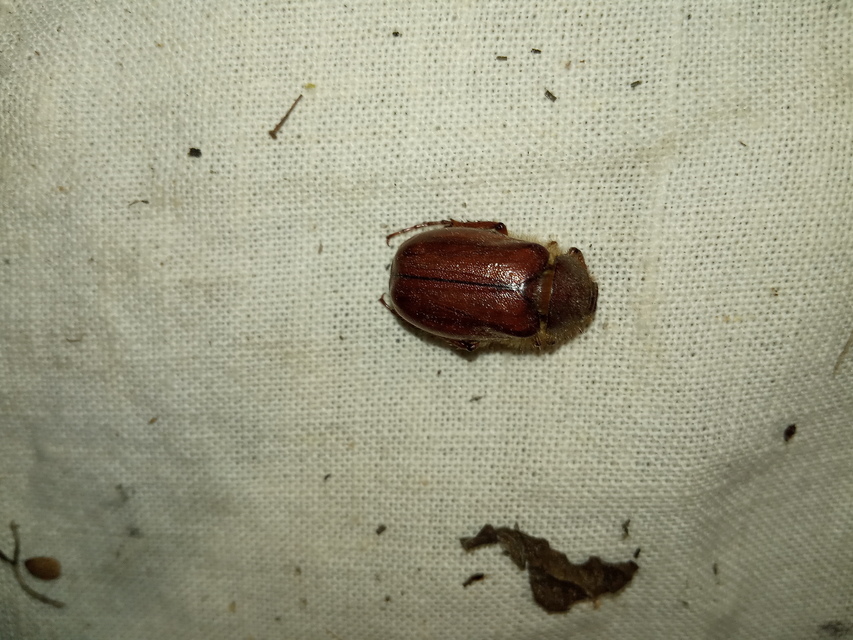 Holochelus vernus - tavaszi cserebogár