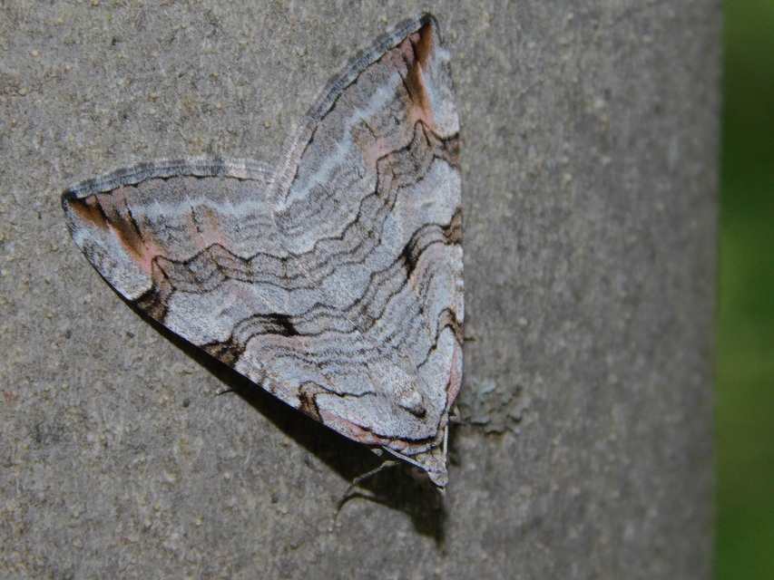 Aplocera efformata/plagiata