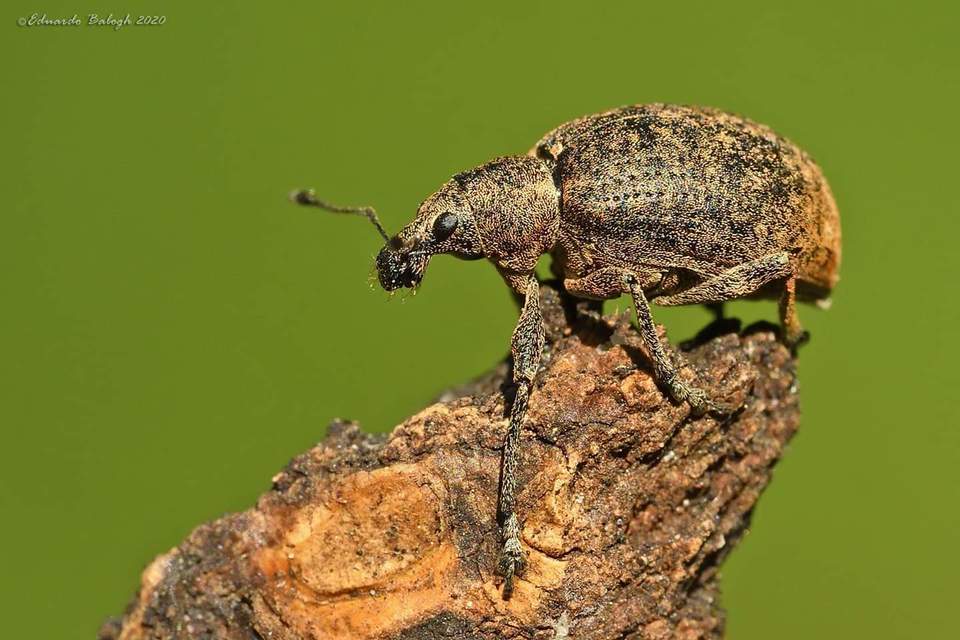 Liophloeus tessulatus - kockás barabolyormányos