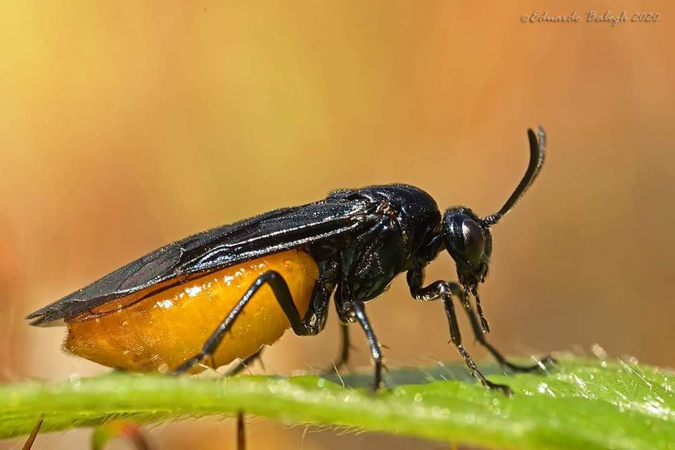 Argidae - botcsápú levéldarazsak
