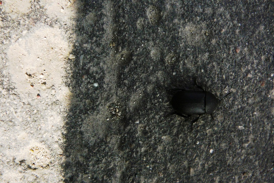 Ablattaria laevigata - sima csigarabló