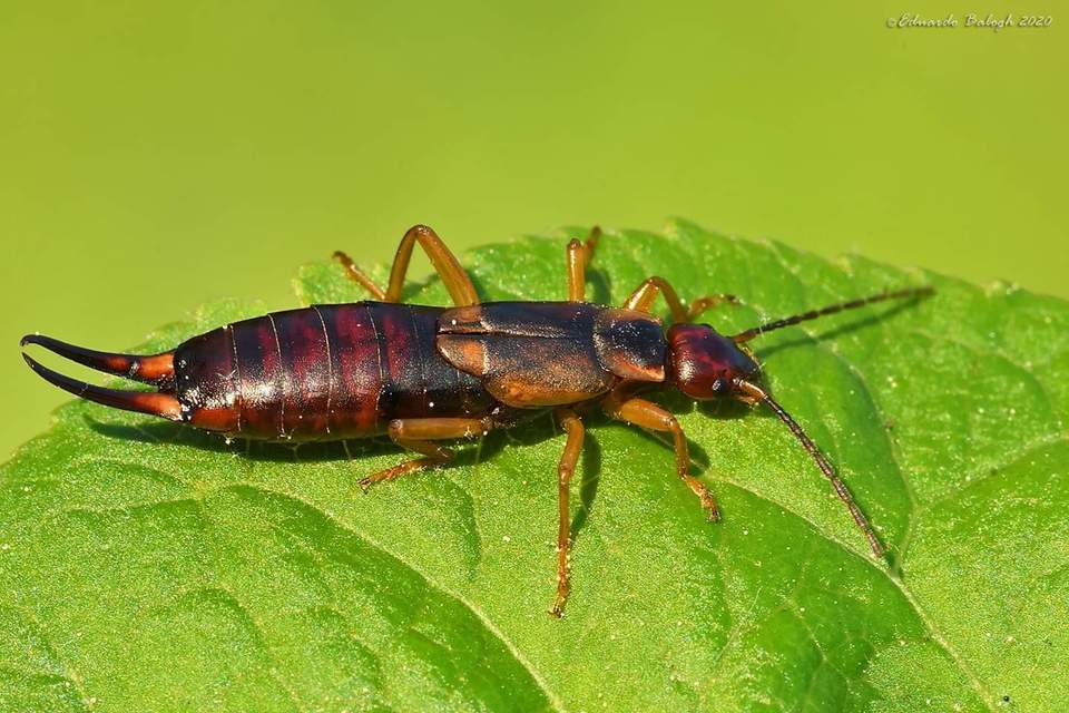 Forficula auricularia - közönséges fülbemászó